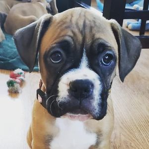 Meet your Posher, Teela